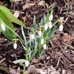 Galanthus Nivalis - Snowdrops