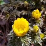 Pheasants Eye - Adonis Amurensis