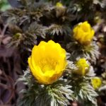 Pheasants Eye - Adonis Amurensis