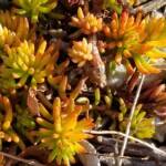 Delosperma Basuticum - Ice Plant