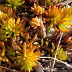Delosperma Basuticum - Ice Plant