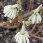 Edgeworthia Chrysantha - Paper Bush