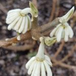 Edgeworthia Chrysantha - Paper Bush