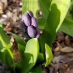 Hyacinthus Orientalis cv Delft Blueii