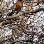 Robin - Turdus Migratorius
