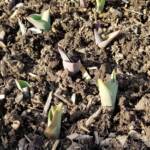 Tulips emerging