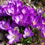 Crocuses