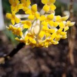 Edgeworthia Chrysanthain Bloom - Paper Bush