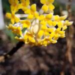 Edgeworthia Chrysanthain Bloom - Paper Bush
