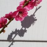 Prunus Mume cv Kobai