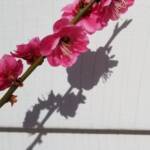 Prunus Mume cv Kobai