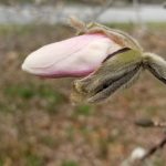 Magnolia Bud
