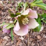 Pink Spotted Hellebore