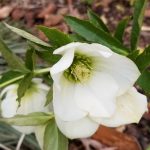White Hellebore