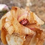 Zapped Magnolia Flower