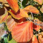 Hamamelis x intermedia 'Diane' (Hybrid Witch Hazel cultivar)