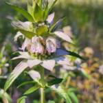 Monarda punctata (Spotted Bee Balm)