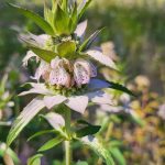 Monarda punctata (Spotted Bee Balm)