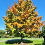 Acer saccharum (Sugar Maple)