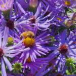 Asters