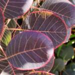 Smoke Bush