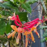 Goldflame Honeysuckle