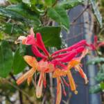Goldflame Honeysuckle