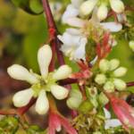 Seven Sons Tree Seven Sons Tree