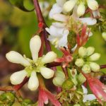 Seven Sons Tree Seven Sons Tree