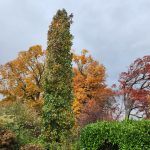 Columnar Sweetgum 'Silhouette'
