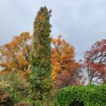 Columnar Sweetgum 'Silhouette'