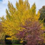 Ginkgo biloba