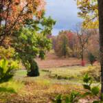 Meadow Behind Mansion