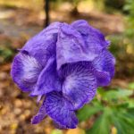 Aconitum