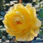 Rosa Poet's Wife