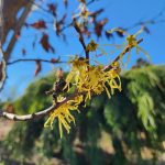 Hamamelis vernalis