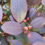 PJM Rhododendron