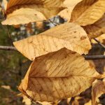 Beech Leaves