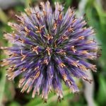 Globe Thistle