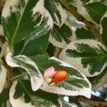 Variegated Euonymus