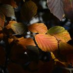 Image by Katharine Boyle