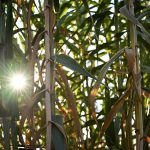 Image by Katharine Boyle