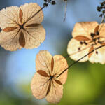 Image by Katharine Boyle