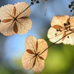 Image by Katharine Boyle