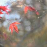 Image by Katharine Boyle