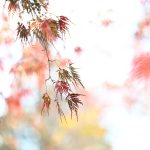 Image by Katharine Boyle