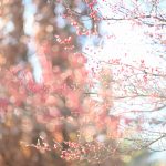 Image by Katharine Boyle