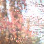 Image by Katharine Boyle