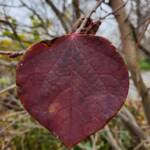 Disanthus Cercidifolius