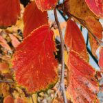Hamamelis Vernalis Red Imp